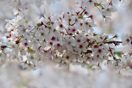 Mirabolano – Prunus cerasifera