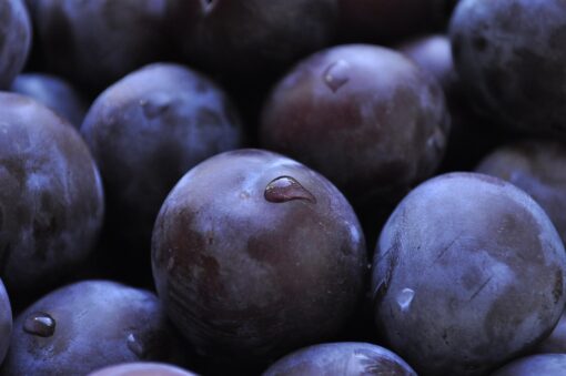 Biricoccolo – Prunus dasycarpa