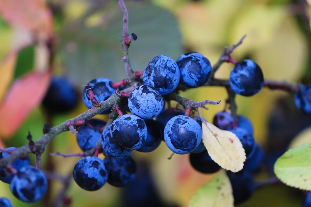 Prunus, Spinosa