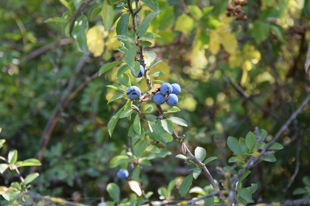 Prunus, Spinosa