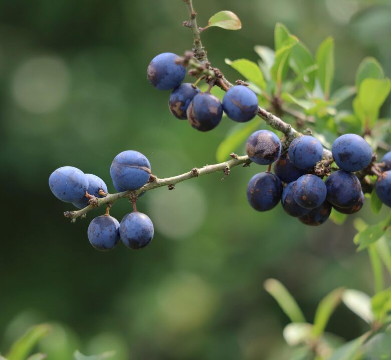Prunus, Spinosa