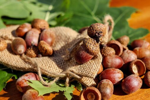 Quercia – Quercus