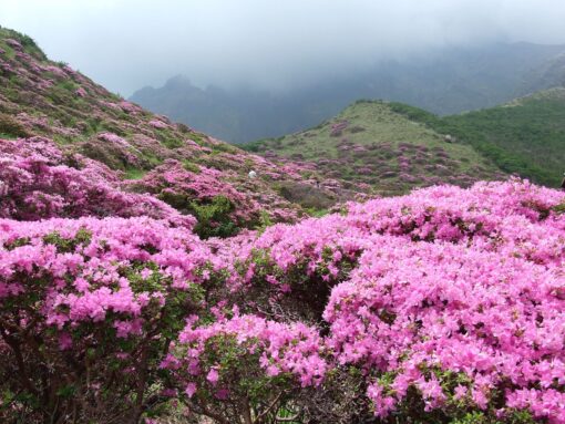 Rododendro – Rododendron