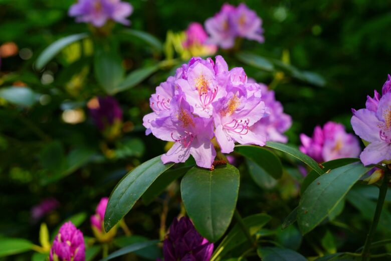 Rhododendron