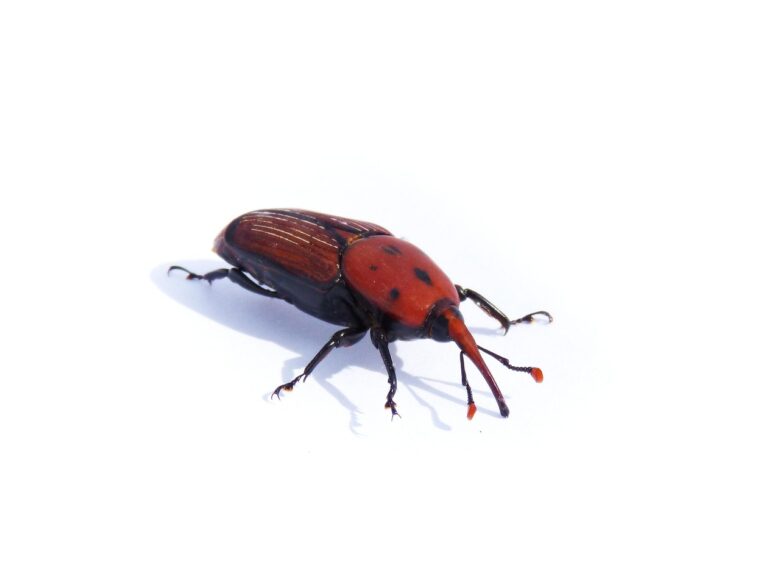 Rhynchophorus, Ferrugineus