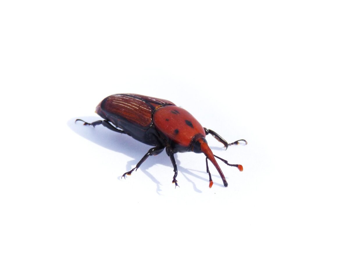 Rhynchophorus, Ferrugineus