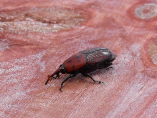 Punteruolo rosso