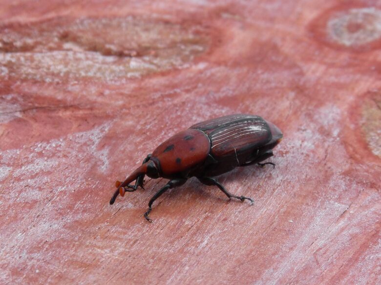 Rhynchophorus, Ferrugineus