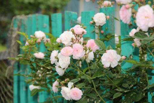 Rose rampicanti