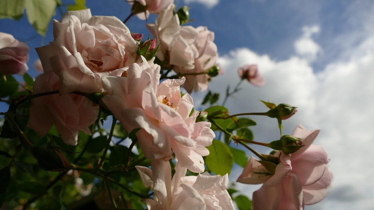 Rose, Rampicanti Rose, Rampicanti