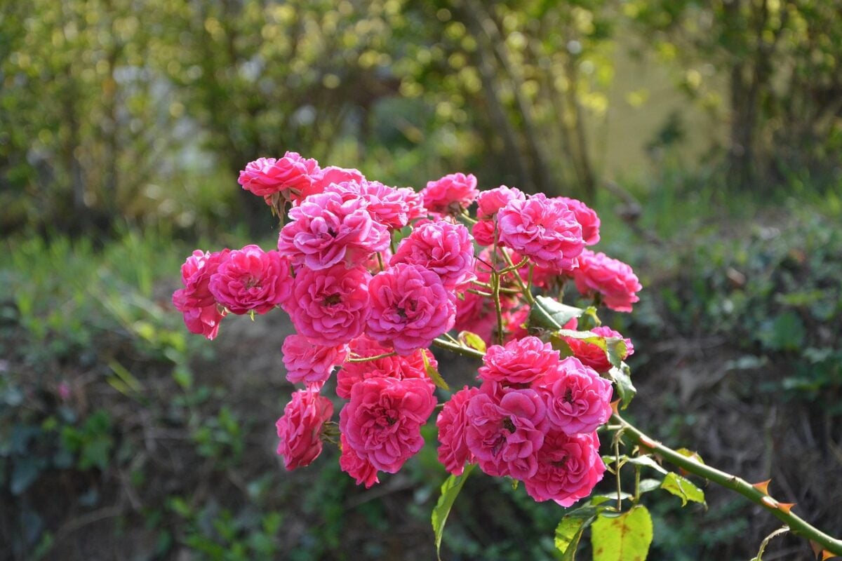Rose, Rampicanti Rose, Rampicanti