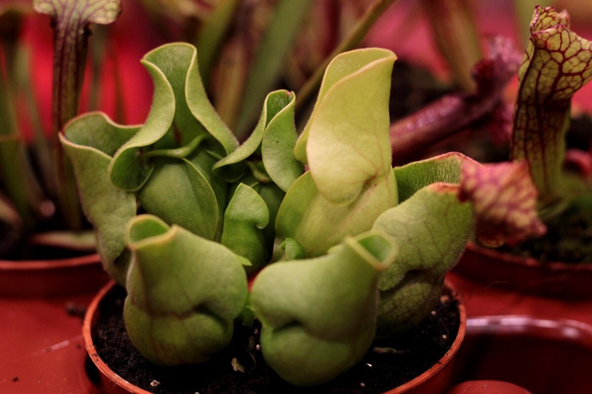 Sarracenia Sarracenia