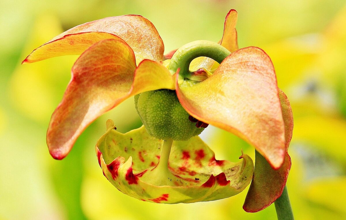 Sarracenia Sarracenia