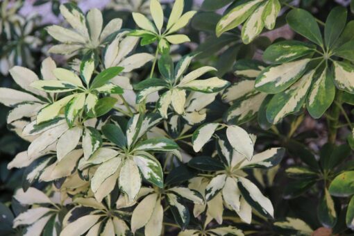 Schefflera – Pianta tropicale