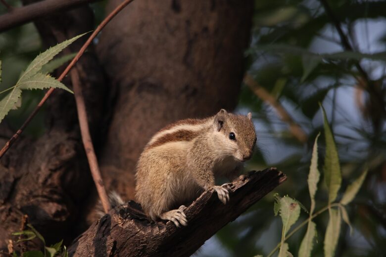 Scoiattolo, Alato