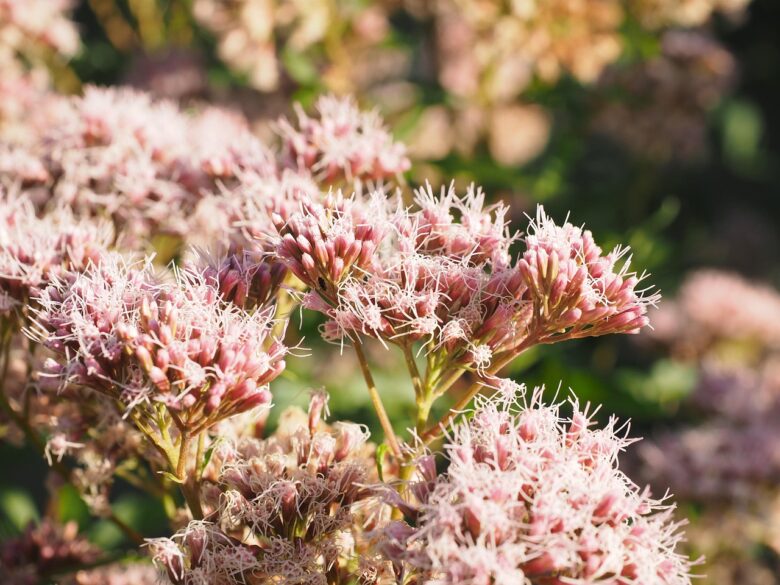 Sedum, Telephium