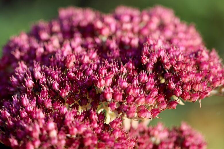 Sedum, Telephium