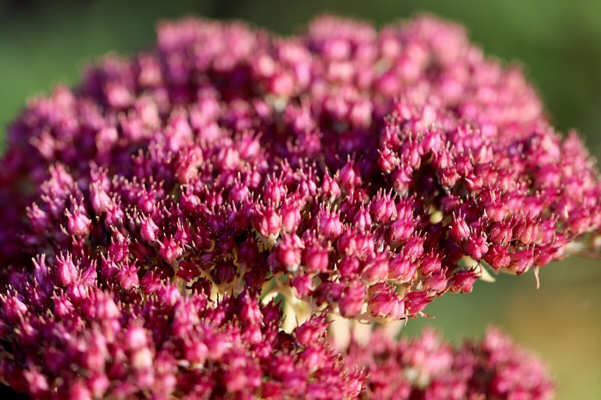 Sedum, Telephium Sedum, Telephium