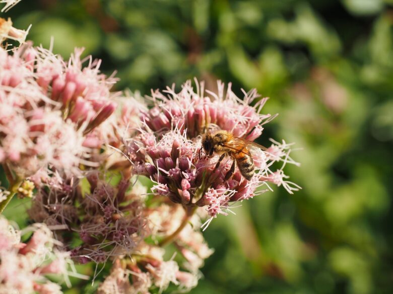 Sedum, Telephium