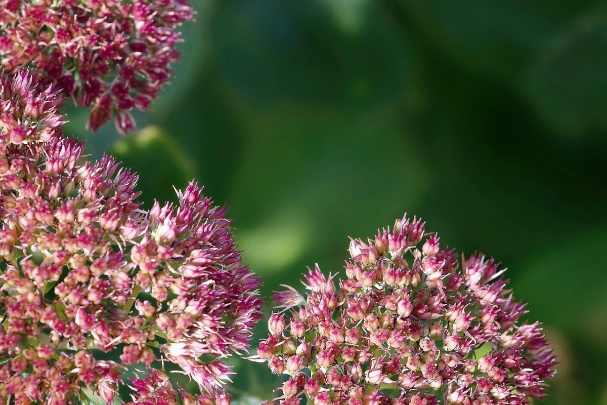 Sedum, Telephium