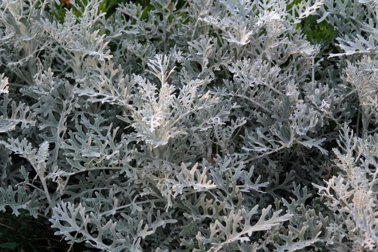 Senecio