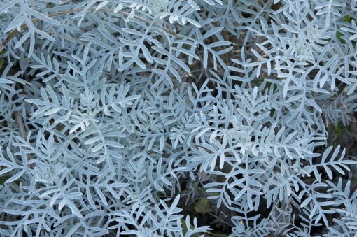 Senecio angulatus – Senecio rampicante