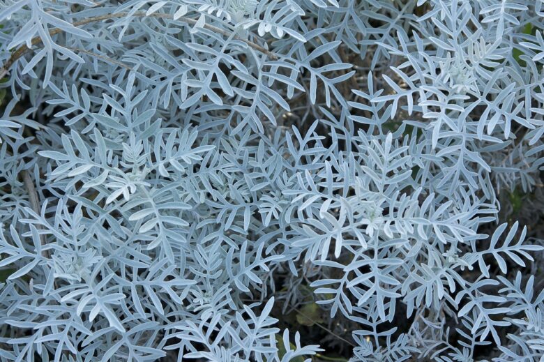 Senecio, Angulatus