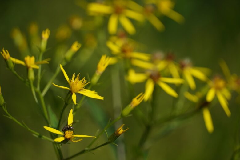 Senecio, Angulatus