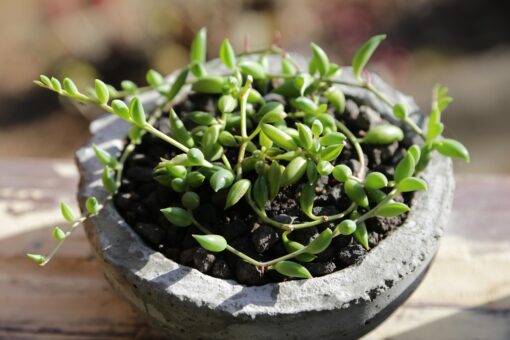 Pianta del rosario – Senecio rowleyanus