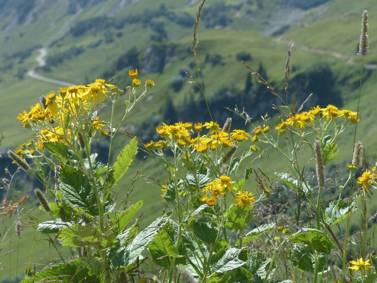 Senecio, Rowleyanus