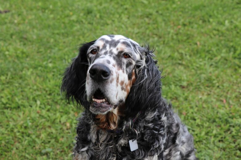 Setter, Inglese