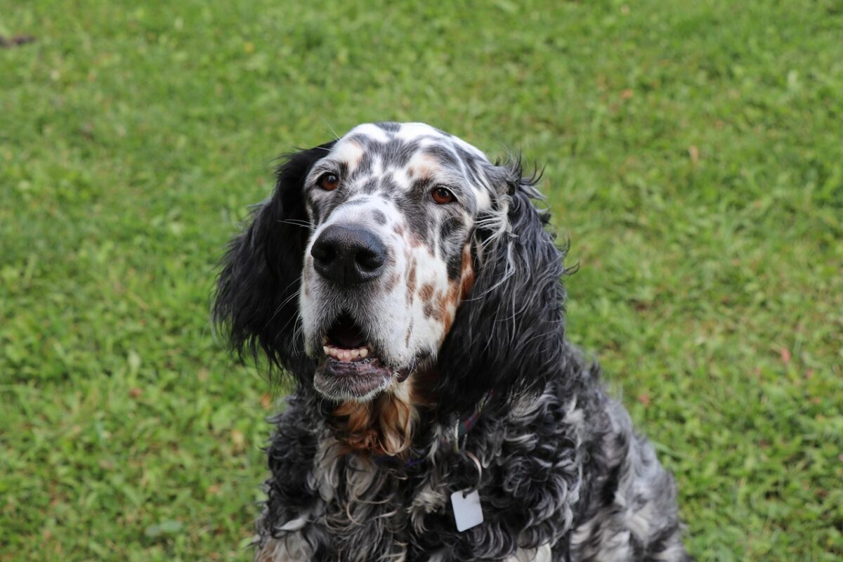 Setter, Inglese Setter, Inglese