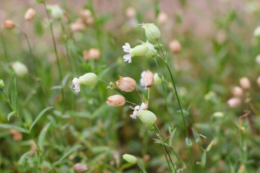 Silene vulgaris Strigoli