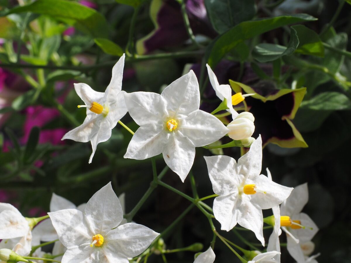Solanum, Jasminoides