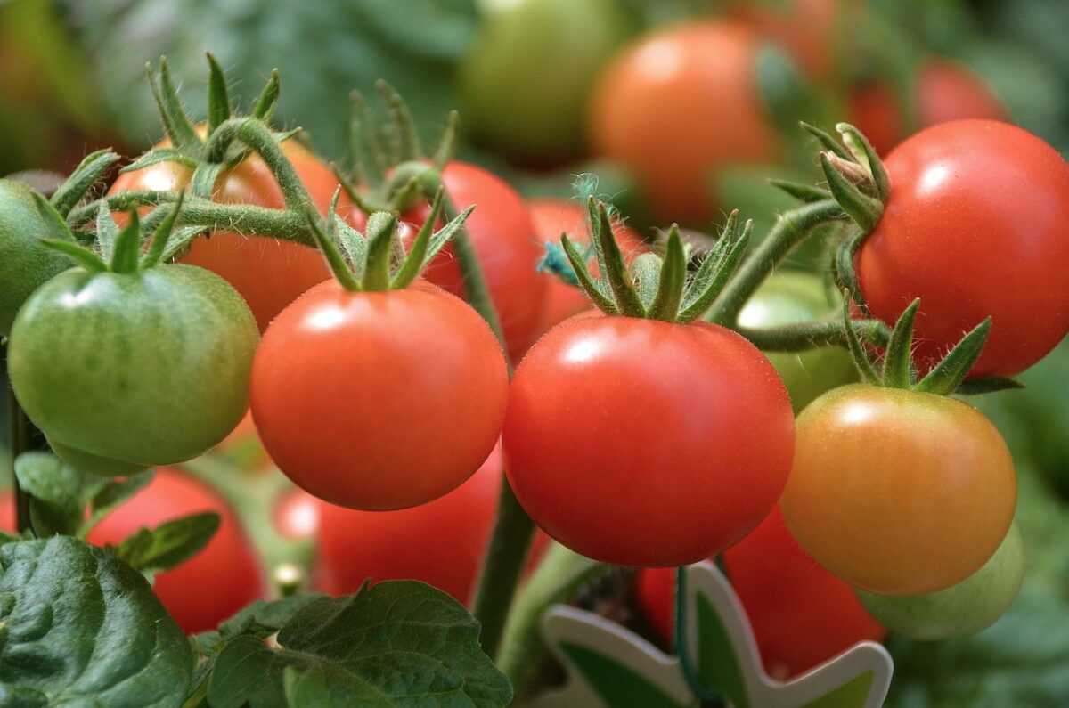 Solanum, Lycopersicum Solanum, Lycopersicum