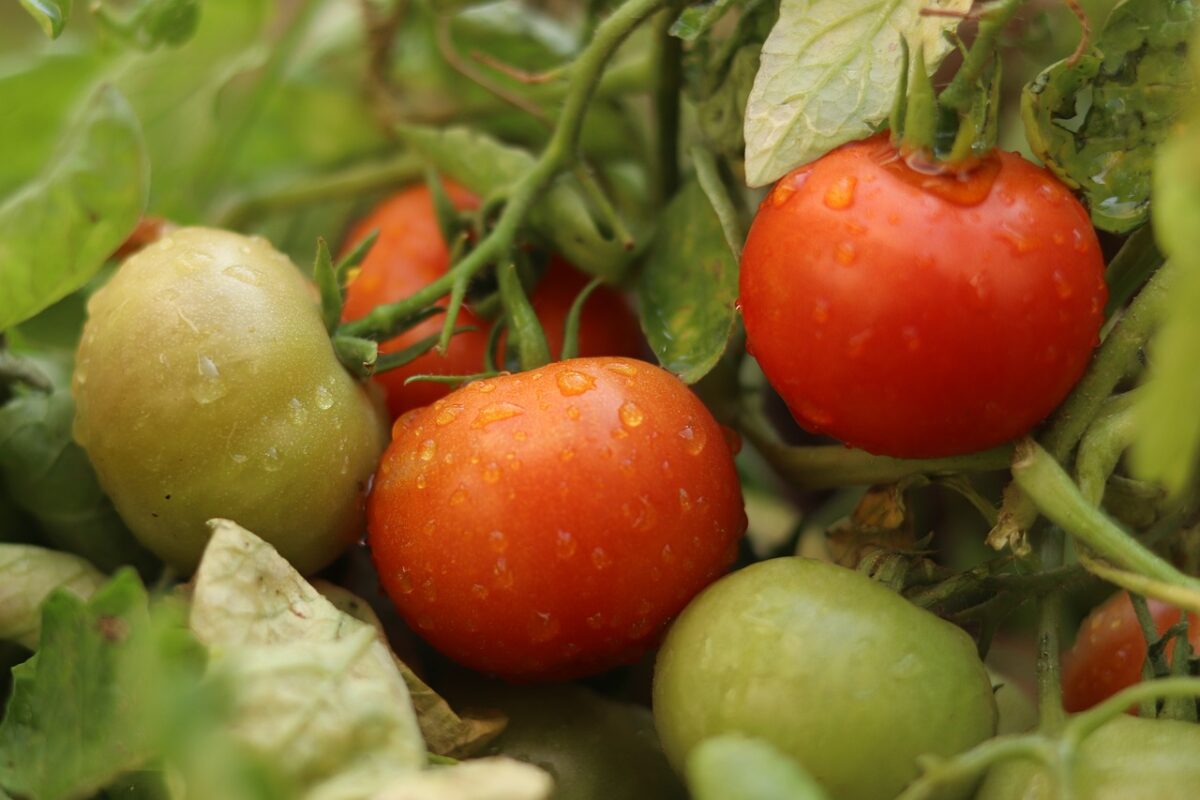 Solanum, Lycopersicum Solanum, Lycopersicum