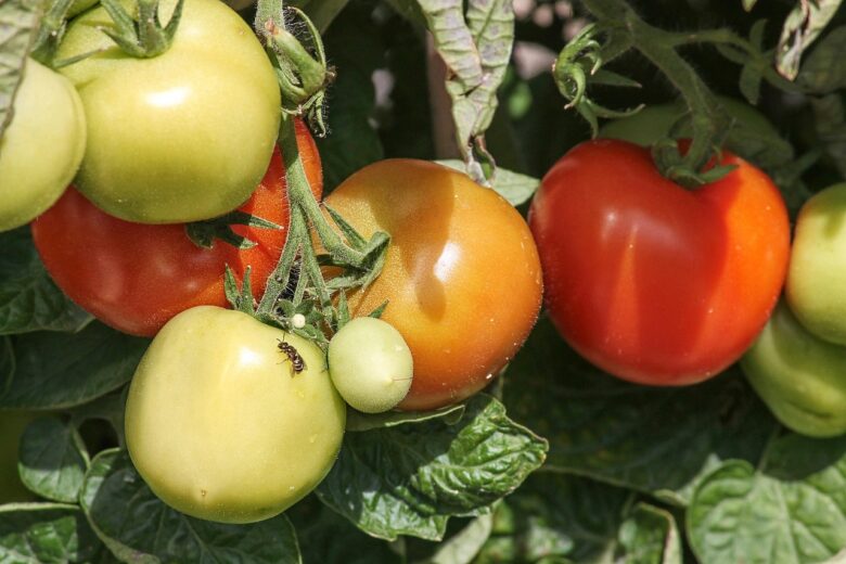 Solanum, Lycopersicum