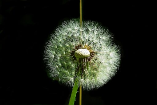 Crespigno – Sonchus oleacerus