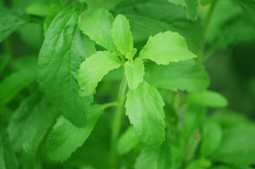 Stevia il dolcificante naturale – proprietà