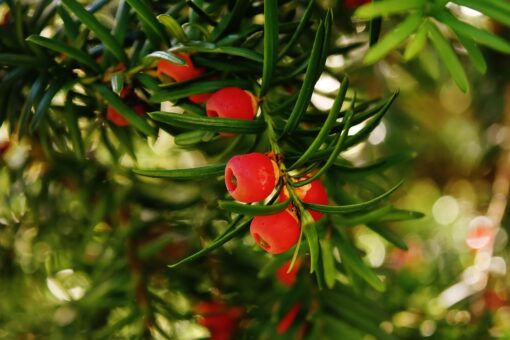 Tasso – Taxus baccata – coltivazione