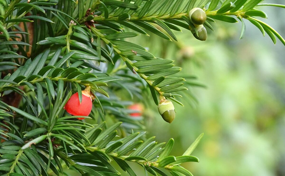 Taxus, Baccata Taxus, Baccata