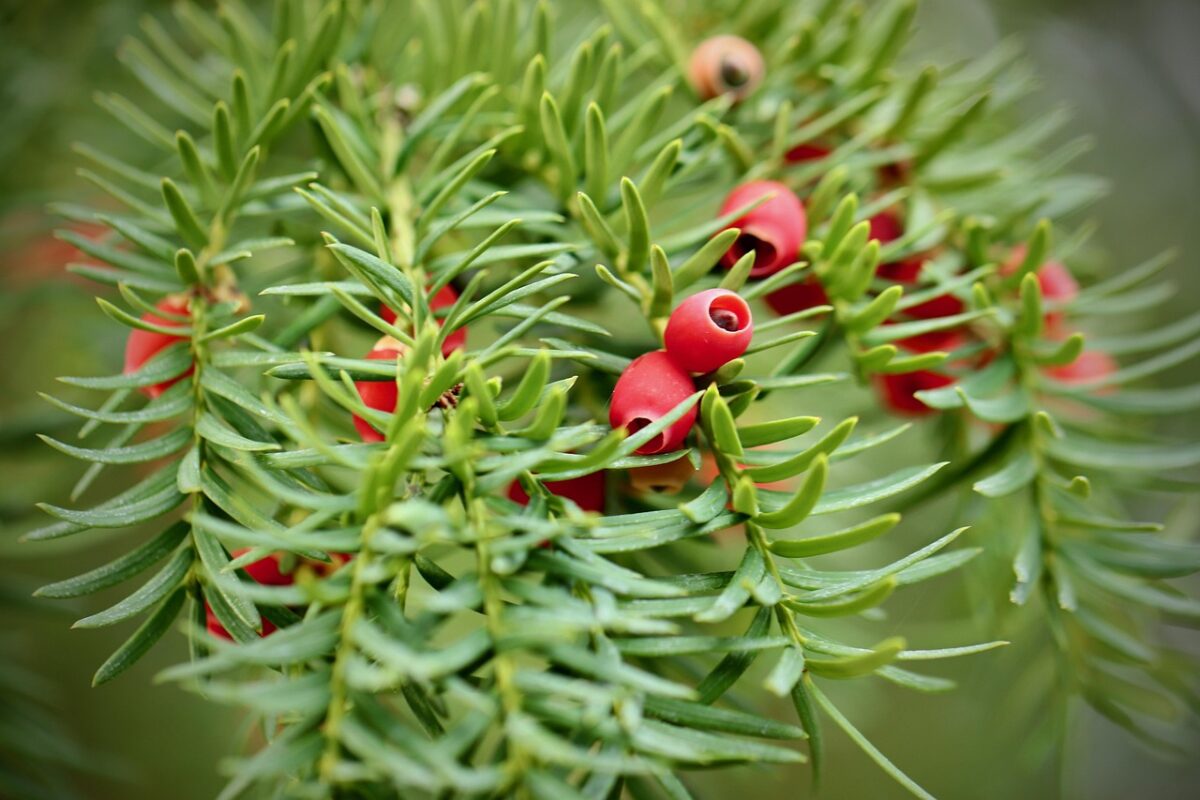 Taxus, Baccata Taxus, Baccata