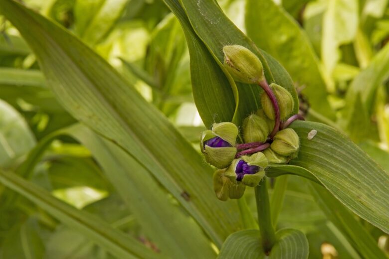 Tradescantia