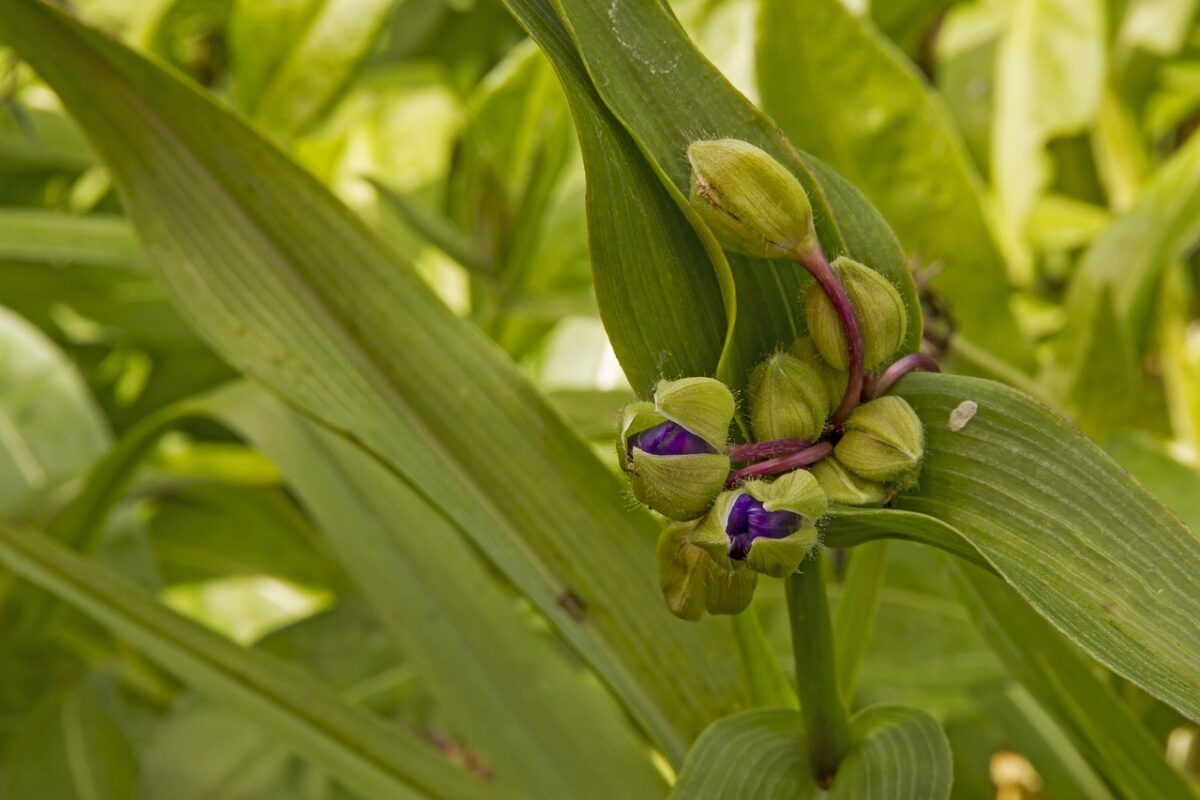 Tradescantia Tradescantia