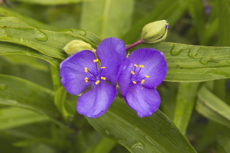Tradescantia