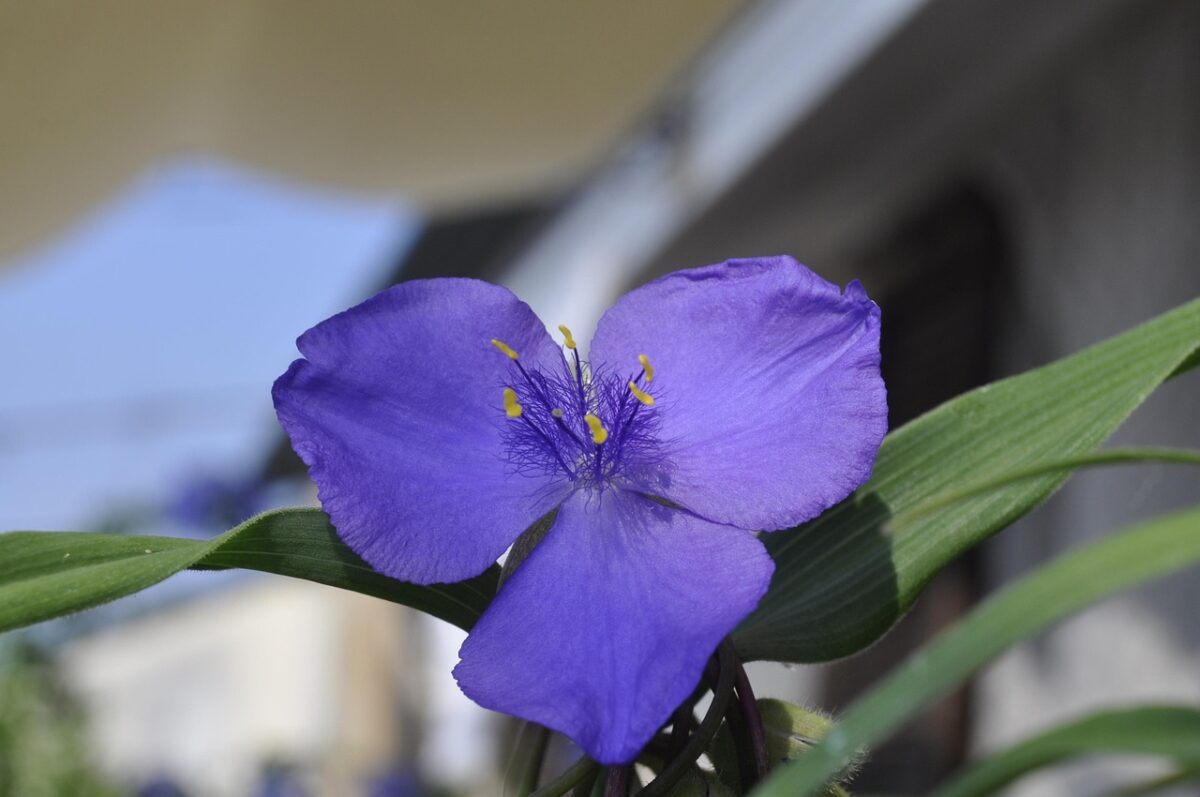 Tradescantia Tradescantia