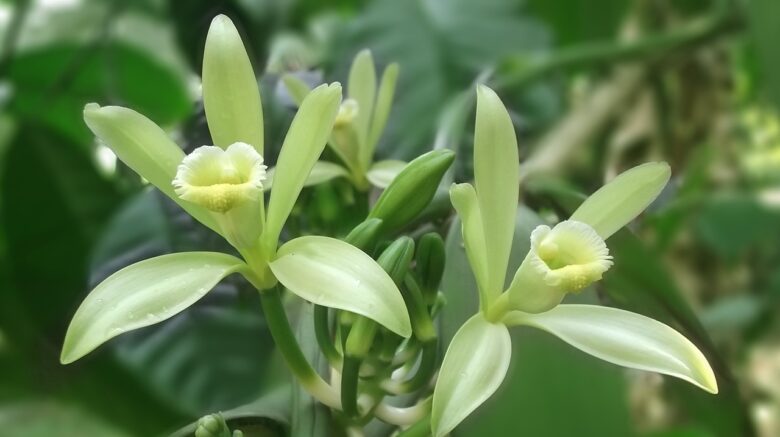 Vanilla, Planifolia