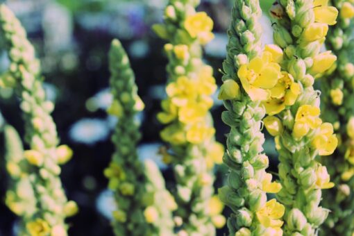 Verbasco – Verbascum