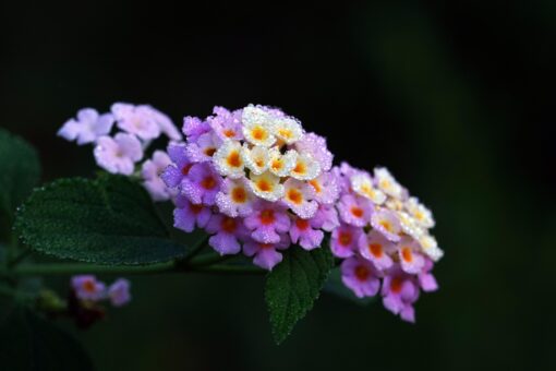 Viburno lantana – Viburnum lantana
