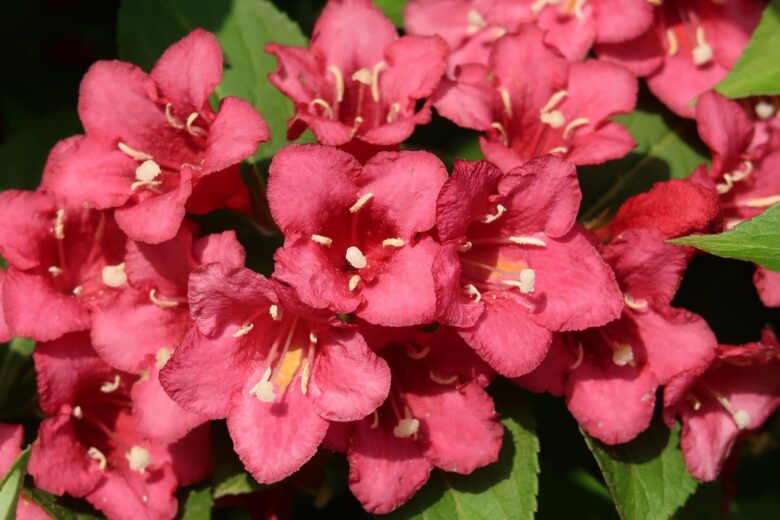 Weigelia